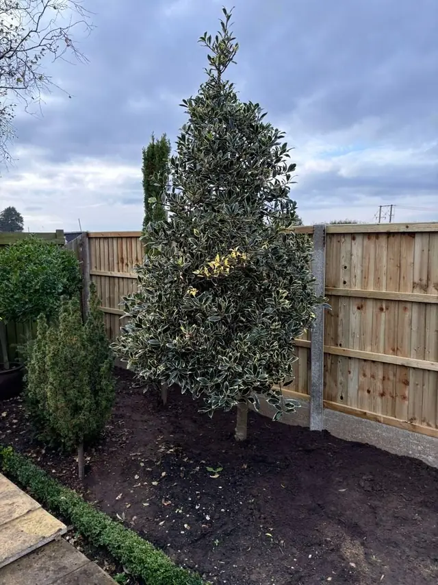 New fencing behind a planted border